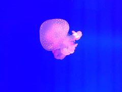 -福州罗源湾海洋世界旅游区