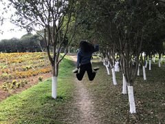 -松山湖梦幻百花洲