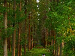 -黄海国家森林公园