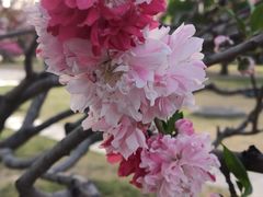 -莲花池公园