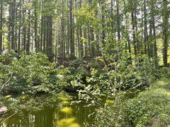 -日照海滨国家森林公园