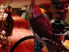 -鸡尾酒实验室酒吧(隆礼路店)