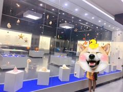-贝壳王国博物馆