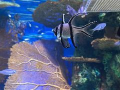 -上海海洋水族馆