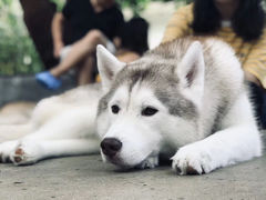 -TrueLove @ Neverland (Husky Cafe)