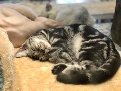 -more than meow吴止猫主题餐厅(承德 中船汇店)