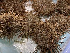 -南沙十九涌渔人码头-南门