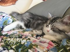 -飞行喵MR PILOT|猫舍·猫咖(静安大融城店)