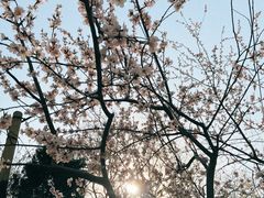 -桃花堤公园