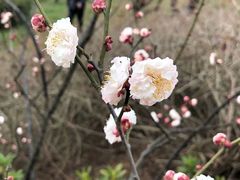 -无锡梅园公园