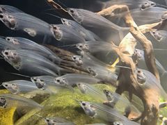 -太平洋海底世界