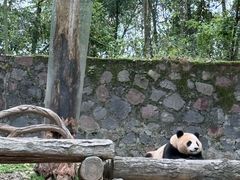 -都江堰中华大熊猫苑