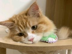 -瑞鹏宠物医院·普外科·影像科·皮肤科(城市山谷分院)