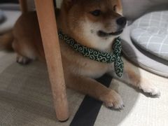 -逗柴咖啡屋·狗咖猫咖宠物桌游