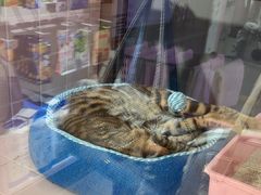 -FAELING PETS美天灵宠物(富力广场店)
