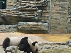 -西霞口神雕山野生动物世界