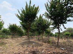 -塘栖枇杷特色园区