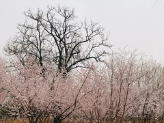 -北坞公园