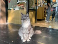 -袖虎宠物·金渐层缅因猫舍(灵芝店)