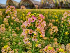 -中国天府农业博览园