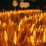 湖滨的麦子黄了!