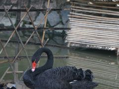 -福建鲤鱼洲酒店