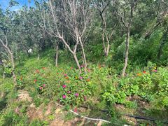 -北京西山国家森林公园