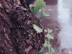 -文庙菜饭(四川北路店)