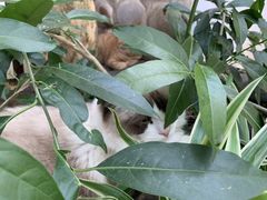 -喵屿·大理花园猫咖