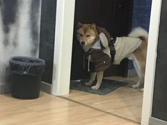-猫尾侦探俱乐部·剧本杀·狼人杀