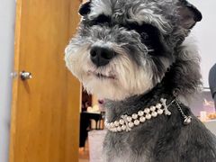 -BABIT巴比特宠物(MOMOPARK店)