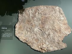-遇见博物馆(遇见海洋沉浸式奇幻光影展)
