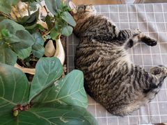-海边的猫和咖啡馆