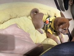 -逗柴咖啡屋·狗咖猫咖宠物桌游