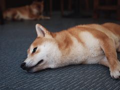 -柴源莊·柴小宠柴犬咖啡
