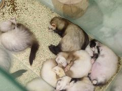 -藦茜花园宠物主题亲子互动体验馆(国顺东路店)