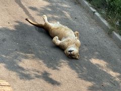 -大连森林动物园