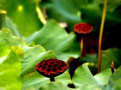 -南通博物苑-崇川人民公园