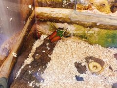 -上海大自然野生昆虫馆(东方明珠·爬宠昆虫探索中心)