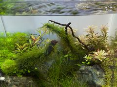 -ADA自然水景世界