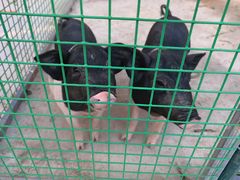 -上海三甲港铂瑞酒店-卓越西餐厅