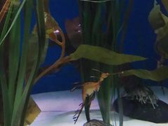 -悉尼海洋生物水族馆