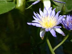 -国家植物园南园