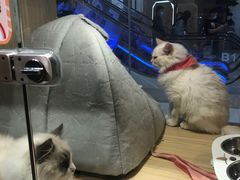 -屋虎猫馆(宝安大仟里店)