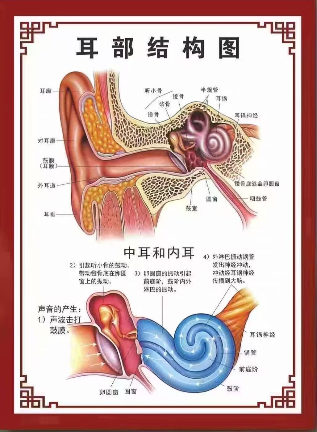 听小骨的作用图片