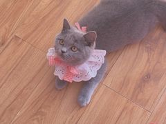 -猫大福·Fortune Cat猫舍(百子湾店)