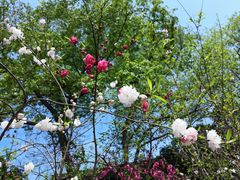 -上海市龙华烈士陵园