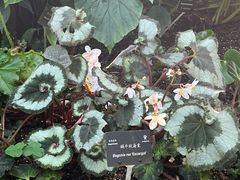 -深圳仙湖植物园-停车场