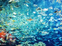 -成都浩海立方海洋公园