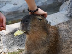 -上海野生动物园